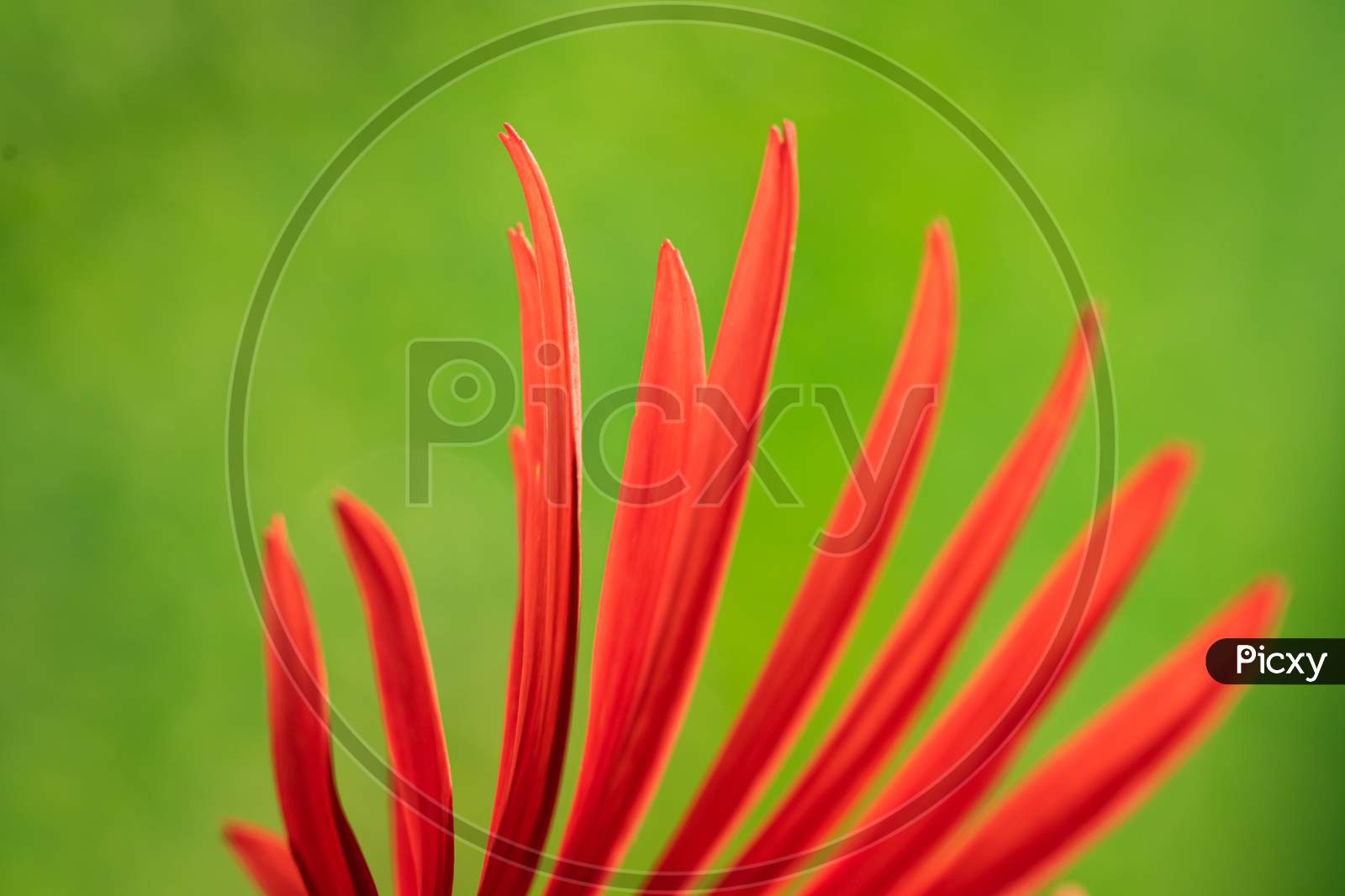 An Abstract selective focus close up image of a red Gerbera petals against green background