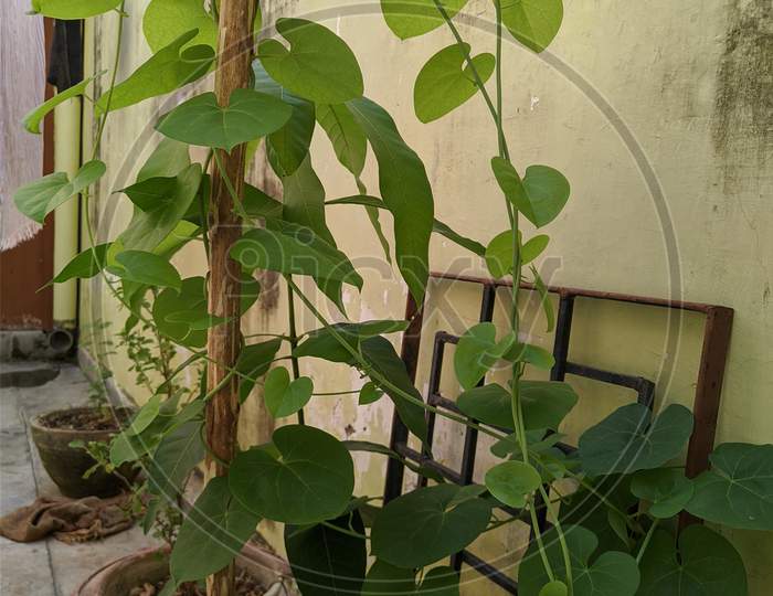 Beans plant and mango plant