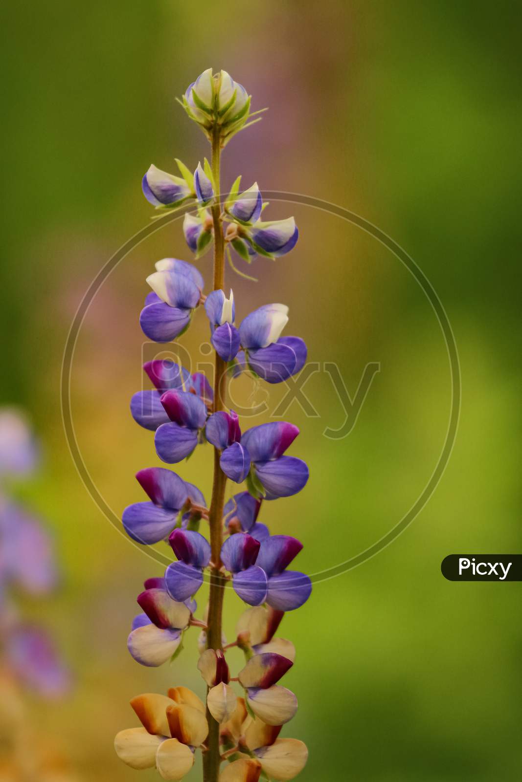 Macro image in very low light of a flower with vibrant colors and blur background