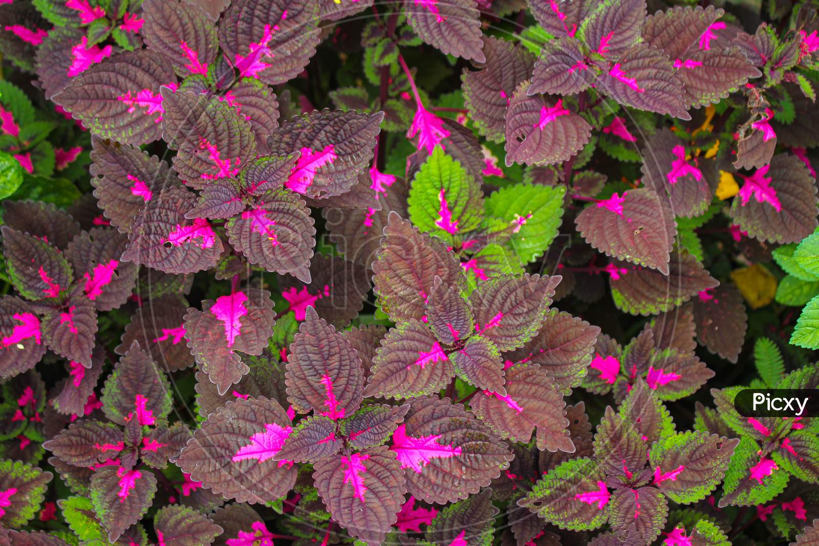 Multi colored leaves pink,purple and green color leaves