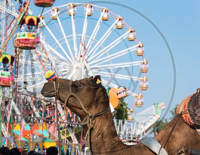Camel and giant wheel