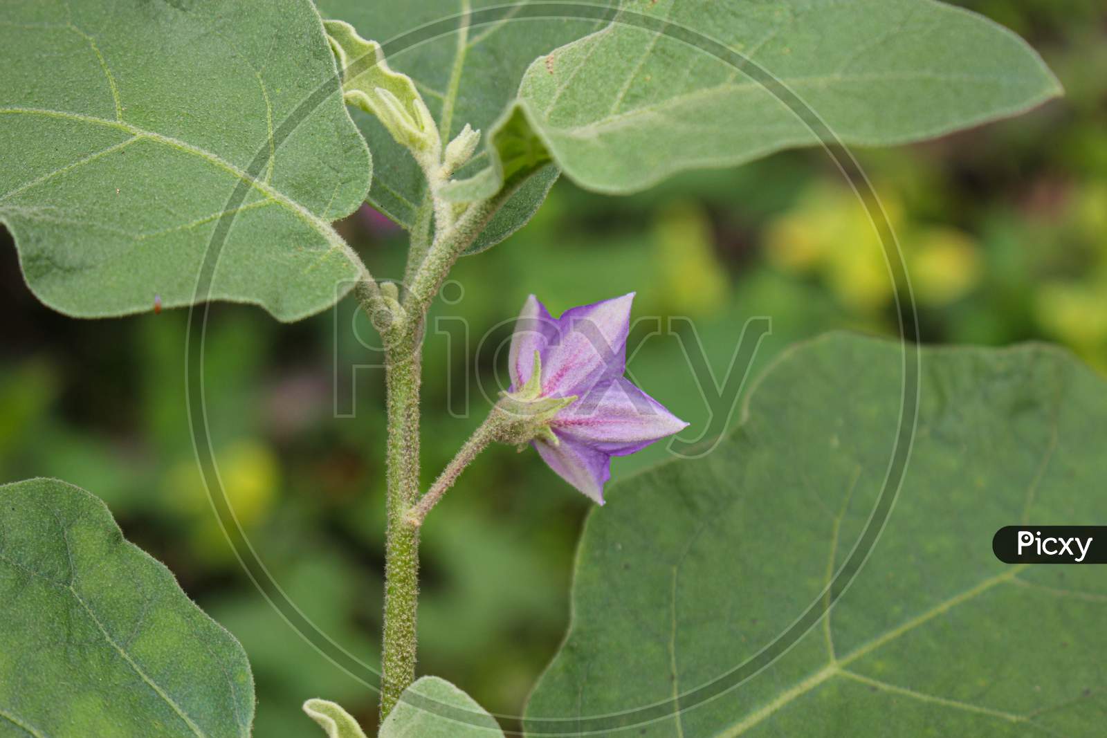 Eggplant Flower,Purple Eggplant Flower In Garden Farming Flower
