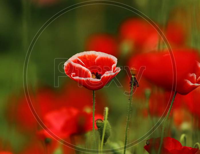 An isolated poppy flower with beautiful blur background