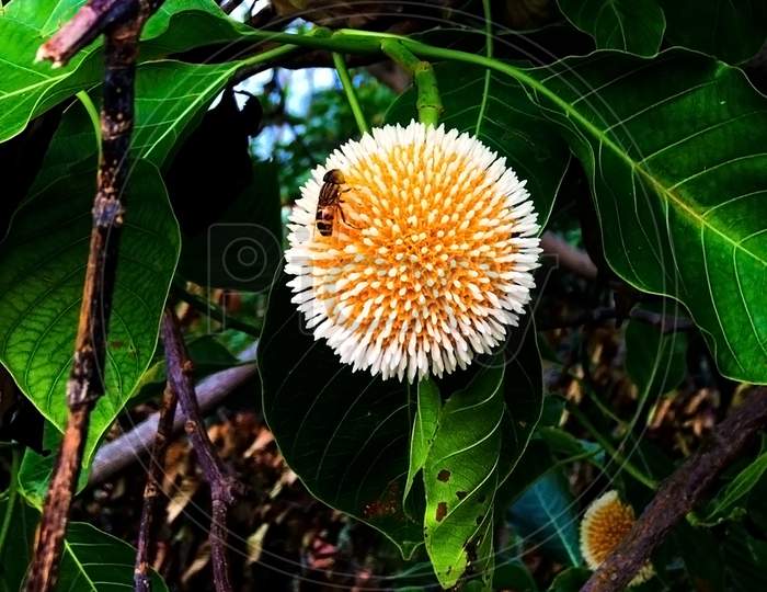 A tiny honey bee sitting on Neolamarckia cadamba flowers