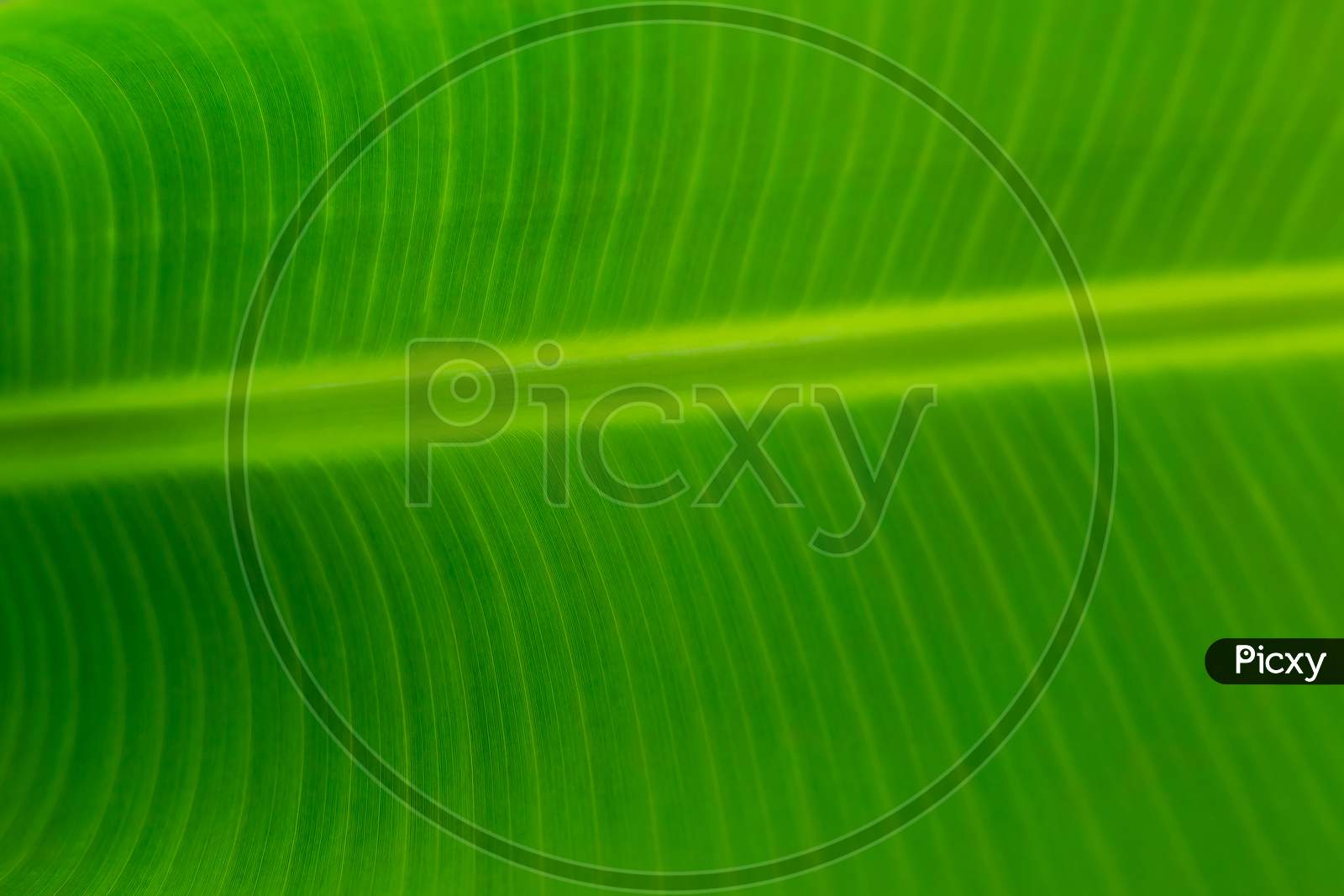 Close Up Of The Banana Leaf , Green Background Leaf Texture.