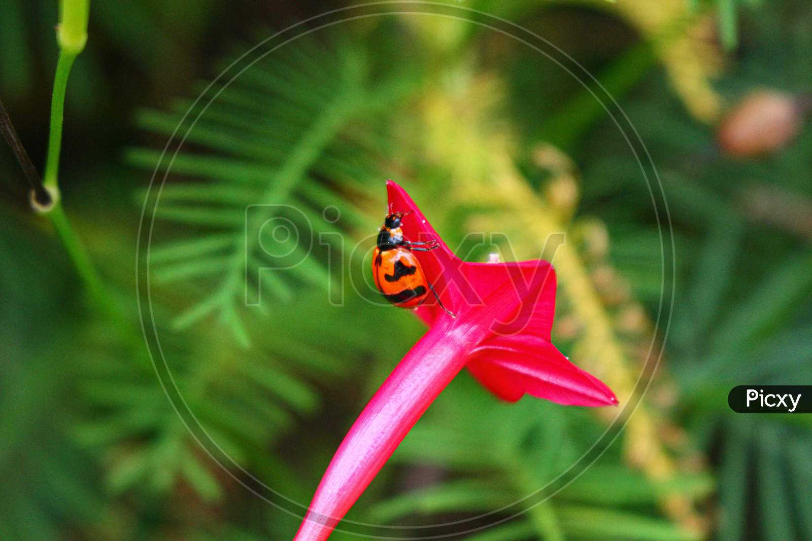 beaulyful Ladybug rests on a flower, blur background image