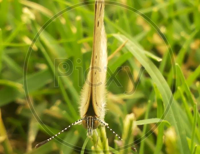 BUTERFLY, GRASS, INSECT
