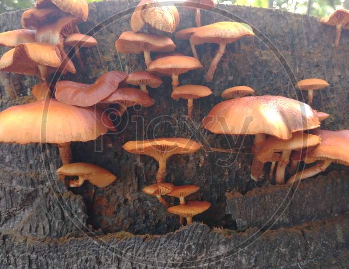 This is wonderful Mushroom