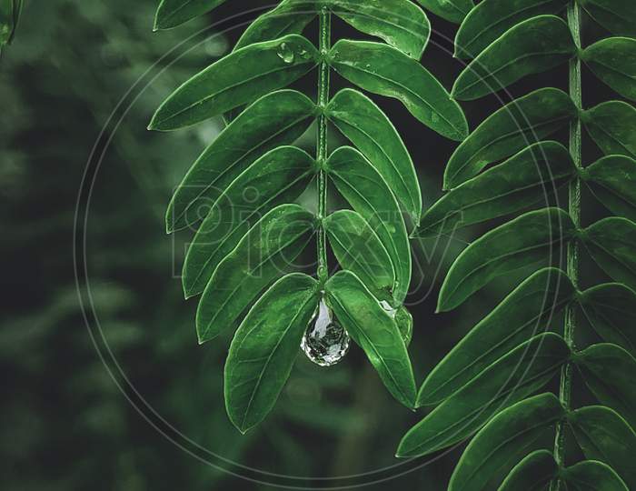 Droplets and leaves, Macro Photography
