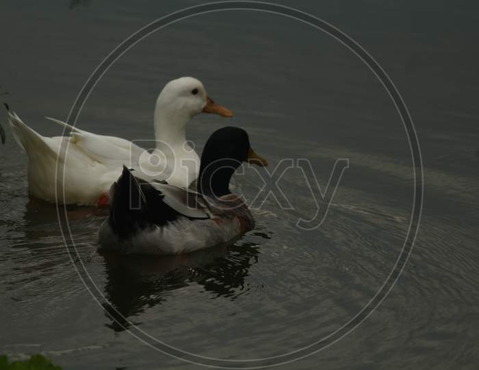 pair of duck