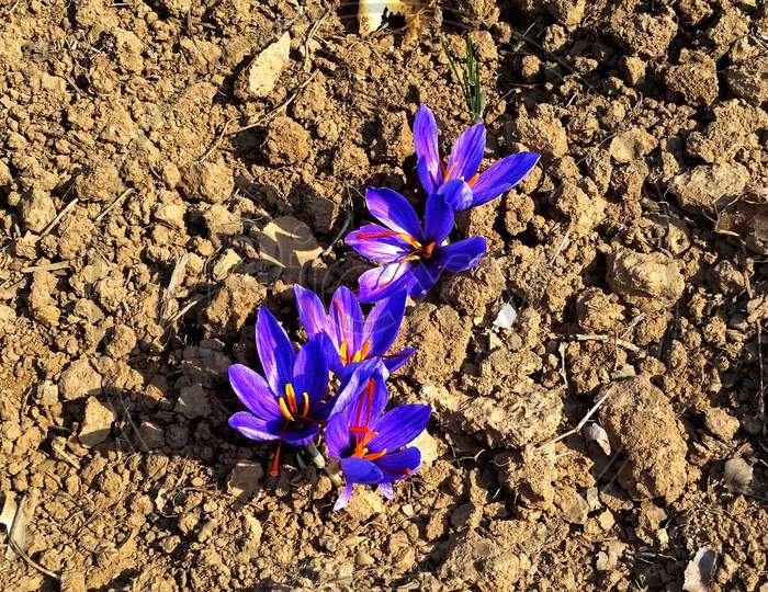 Some violet/purple colored saffron flowers sprouted in the field