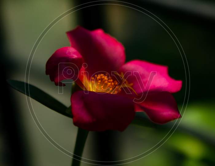 Flower rose pink purslane