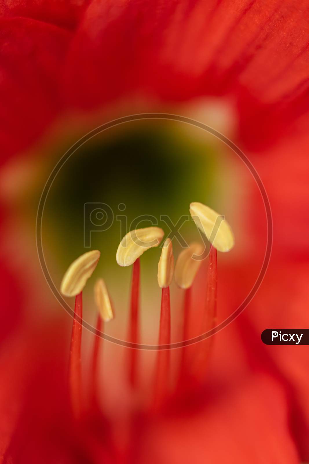 Selective focus Macro image of stamen of red Lily flower