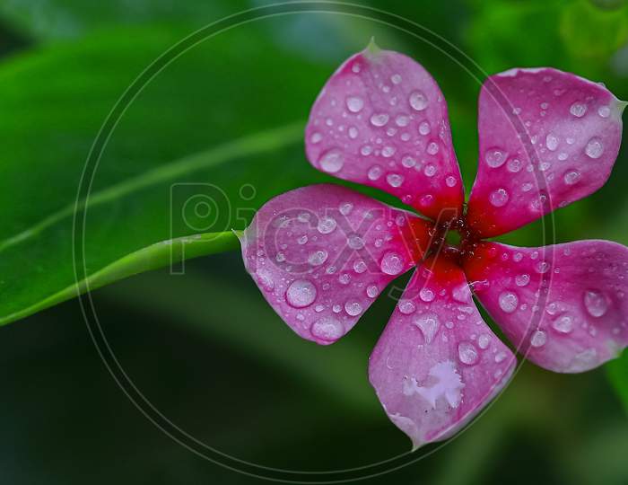 A pink periwinkle flower with water droplets on it and green leaves in background