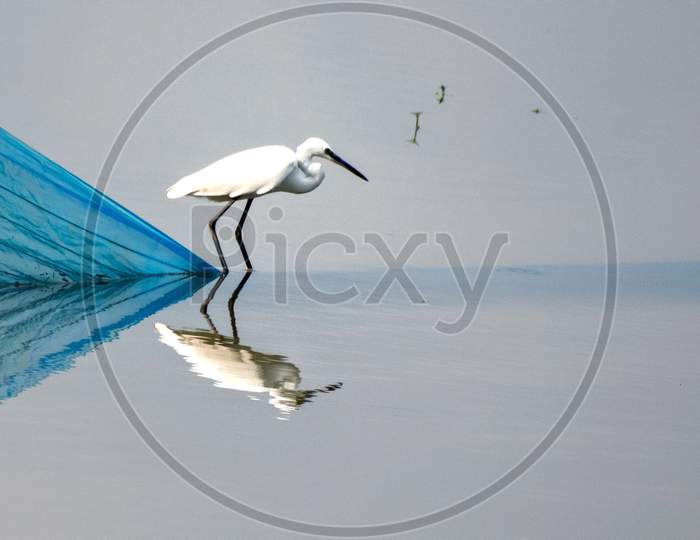 An Egret on Water with a reflection on it