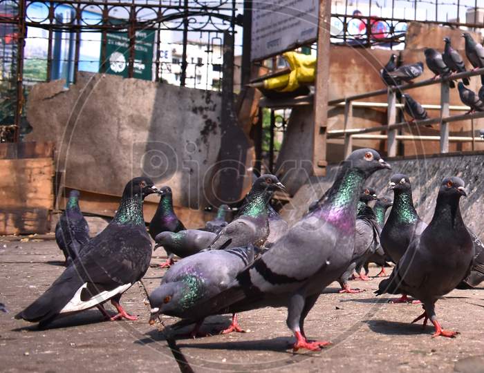 Pigeons Walking Captured From Low Angle