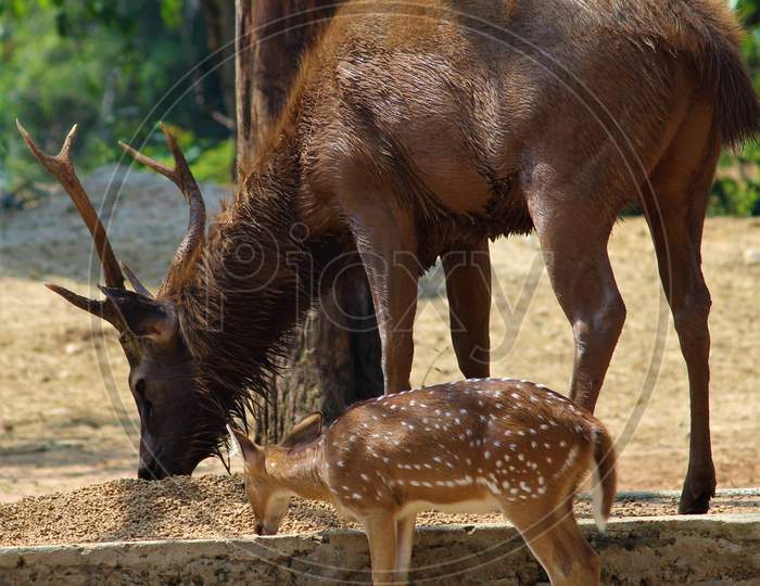 Sambar Deer With Baby Deer