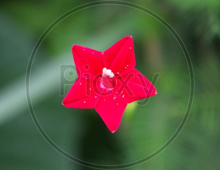 Beautyful Flower Background Pink Flower Star Flower Image