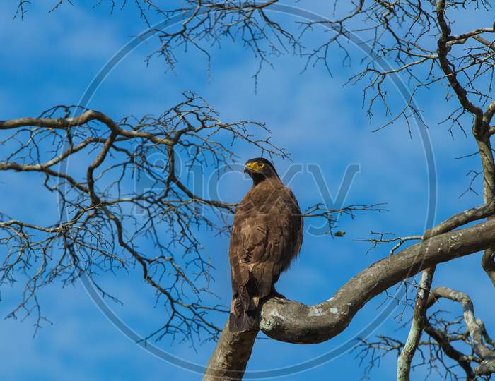 Serpent Eagle perched on a dry tree branch
