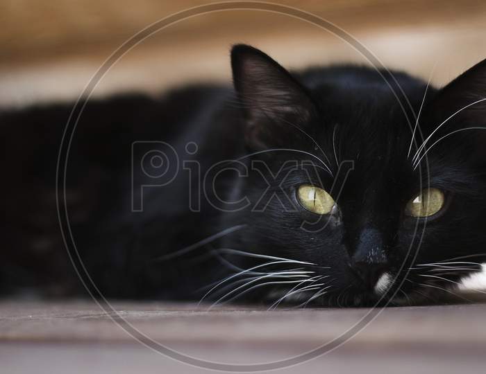Cat with yellow eyes
