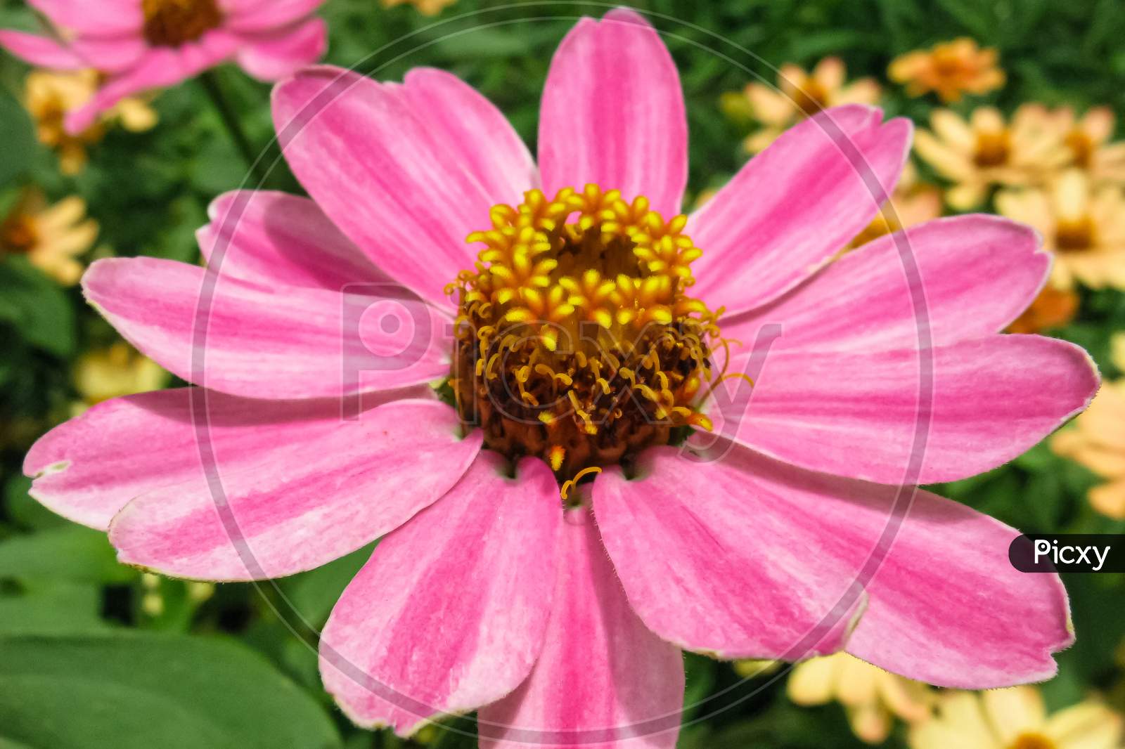 A macro image of a zinnia flower with pink petals and blur background