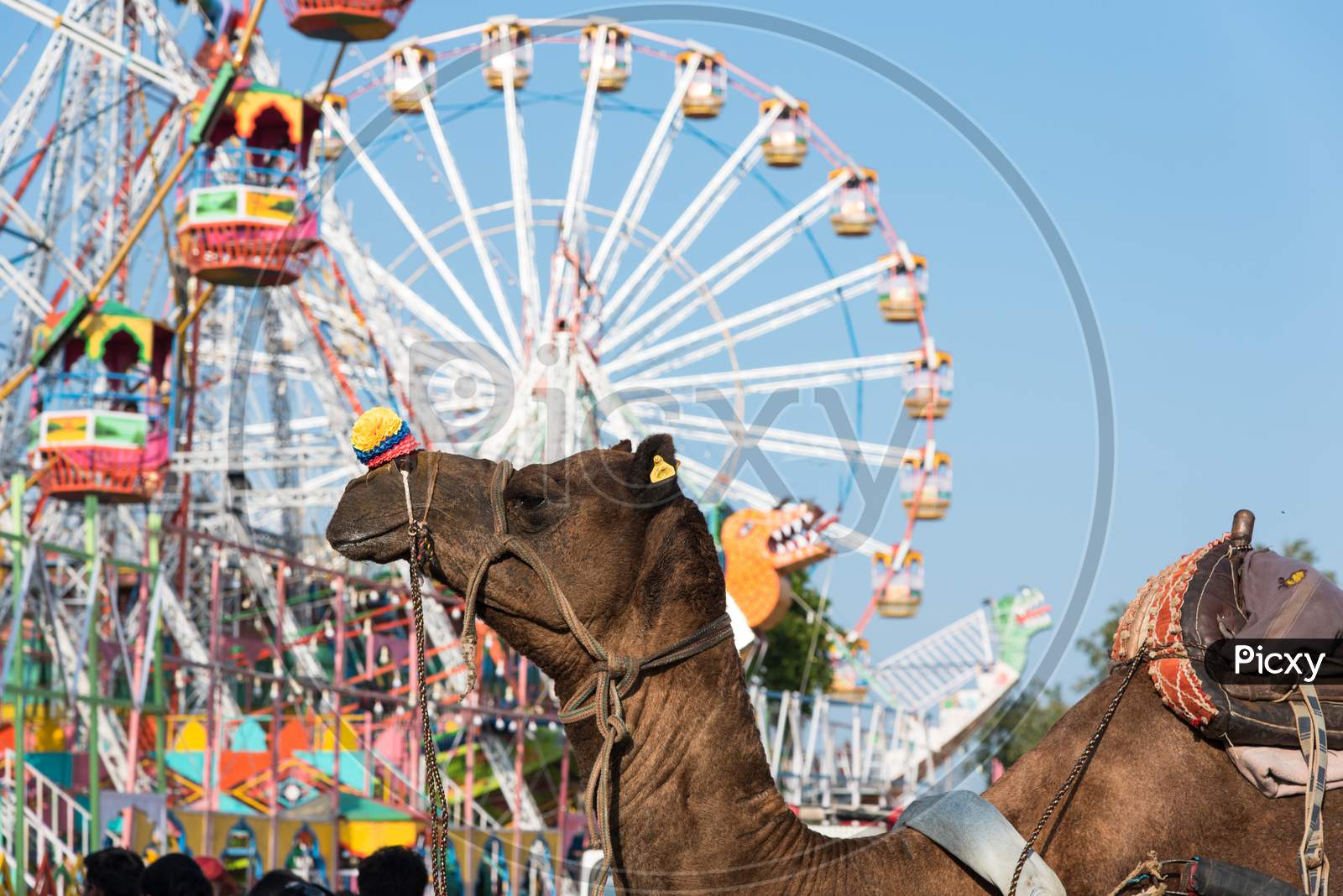 Camel and giant wheel