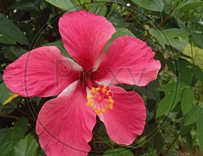 Red color flower in farm