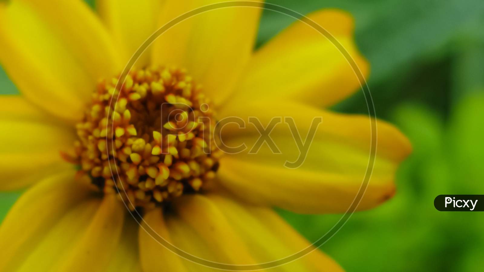 Macro image of a yellow flower with blur green background
