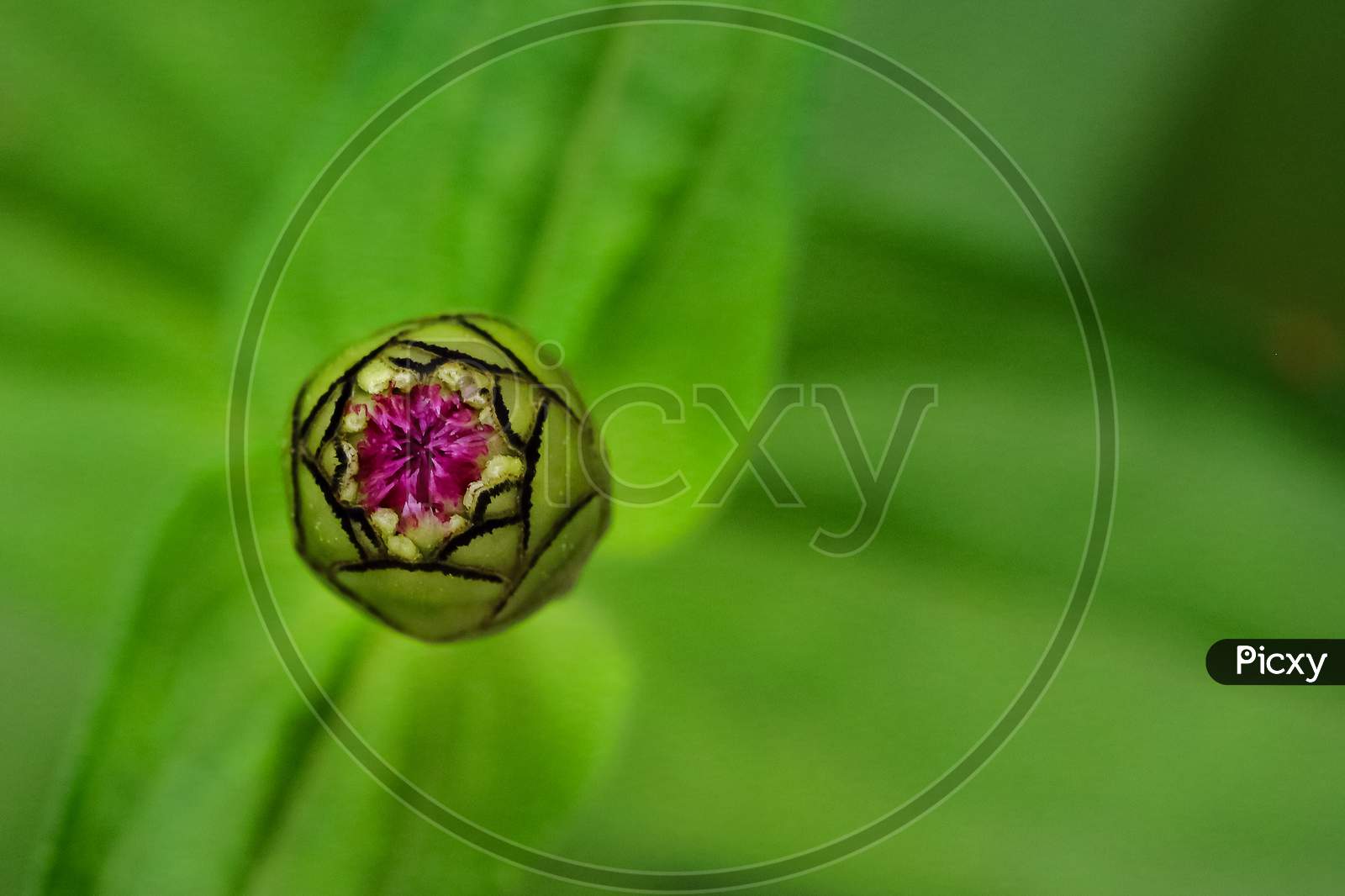 Macro image of a zinnia flower bud with blur green background