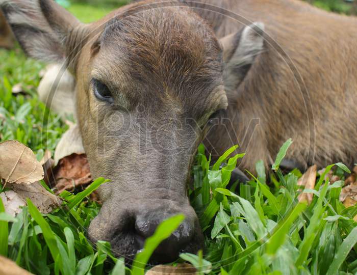 Cute baby buffalo in farm,Cute animal. Farmer's friend