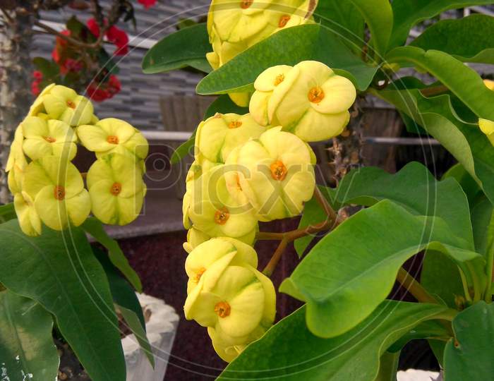Beautiful Yellow euphorbia milli flower.
