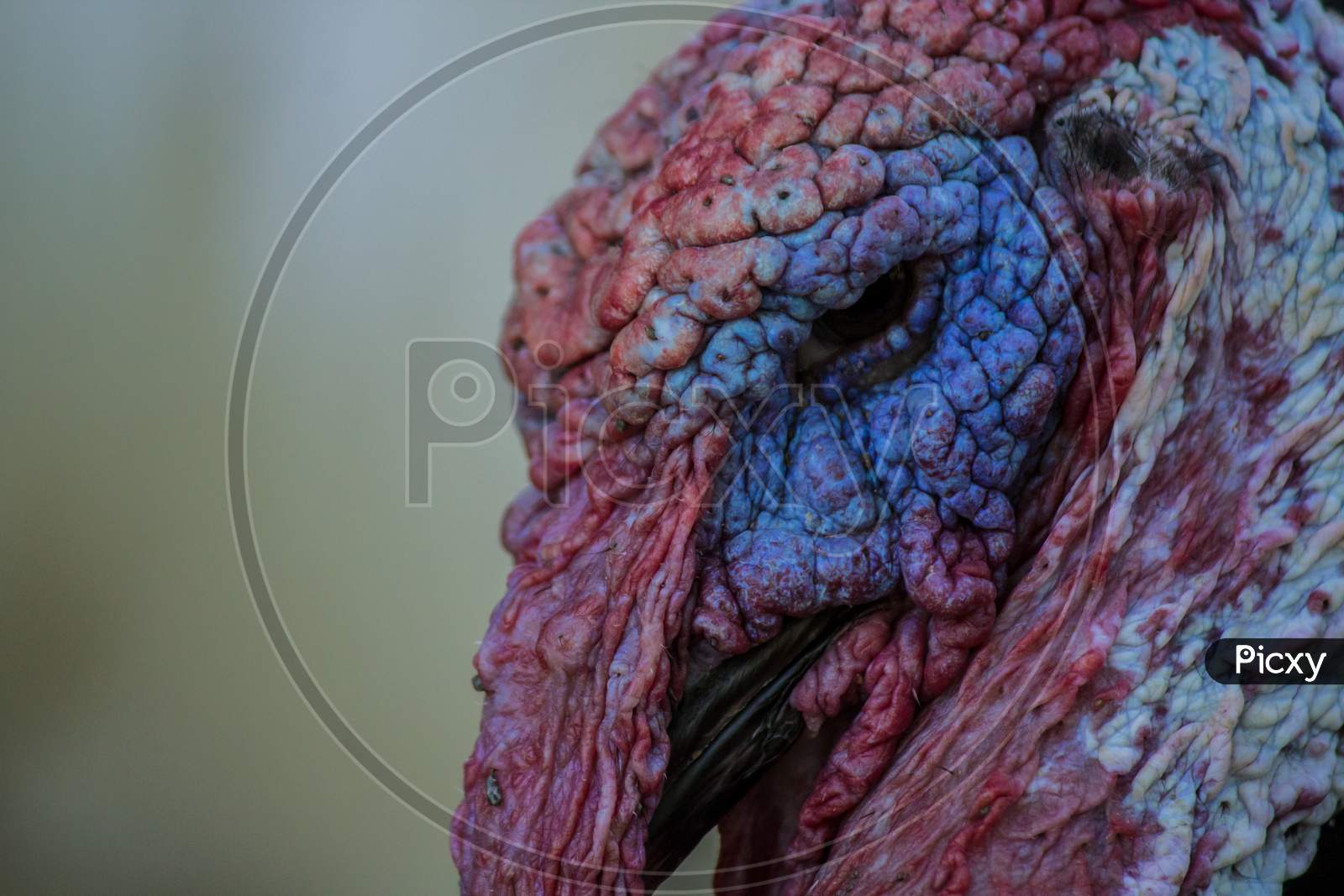 Close Up Portrait Of A Turkey Bird