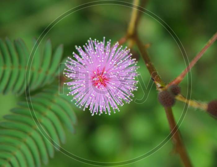 Beautiful Thorn Flower,Pink Flower,Flower In Asia Images Background