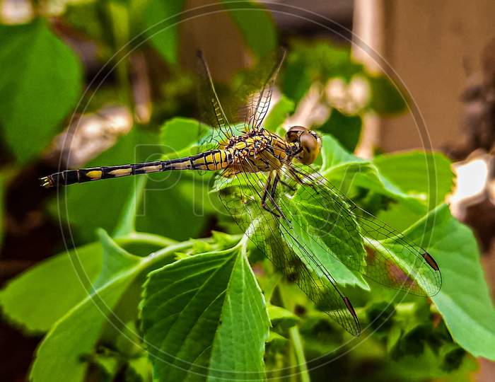 Dragonfly, macro photo