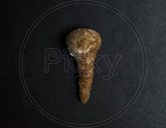 monsoon seasonal mushroom, high in calcium isolated on a black textured background