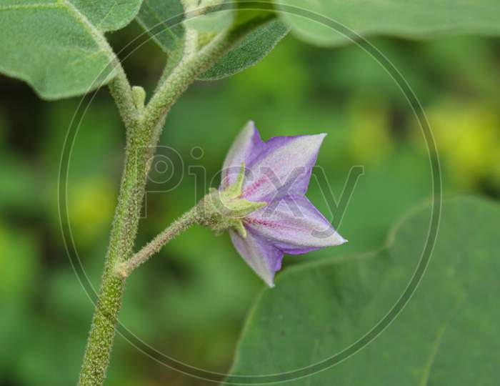 eggplant flower,Purple eggplant flower in garden farming flower