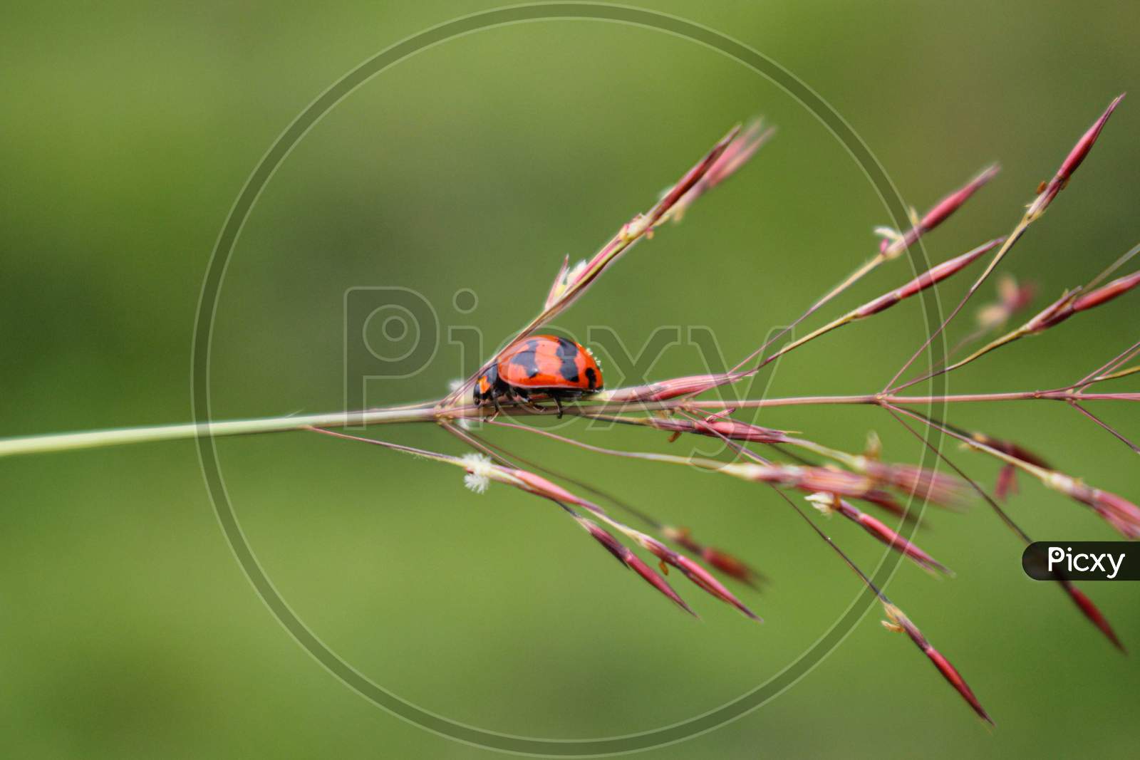 Beaulyful Ladybug Rests On A Flower, Blur Background Image