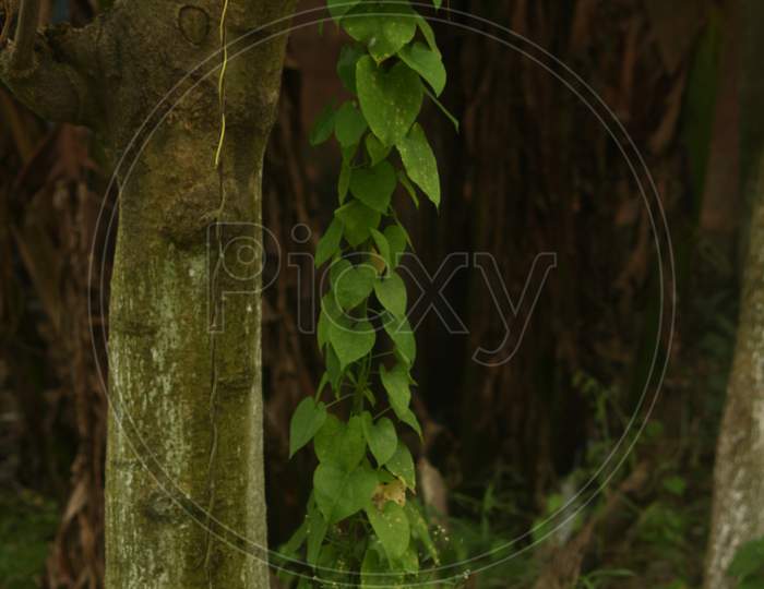 tree with hanging leaves
