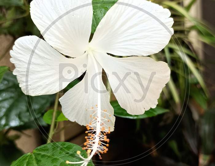 White Hibiscus  flower