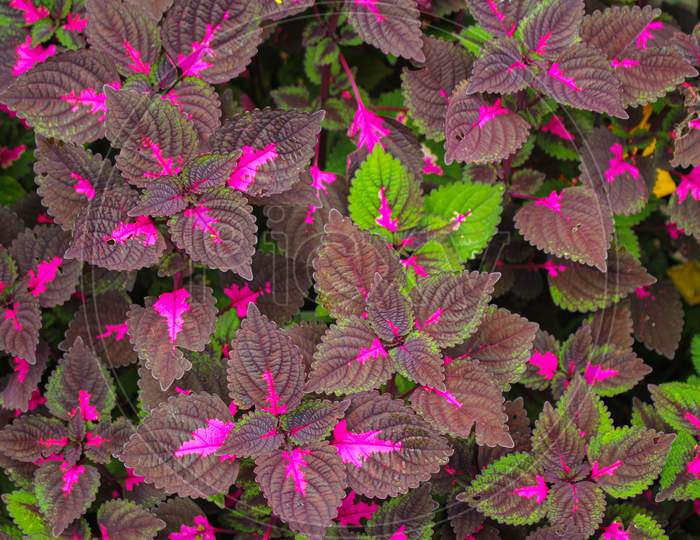 Multi colored leaves pink,purple and green color leaves
