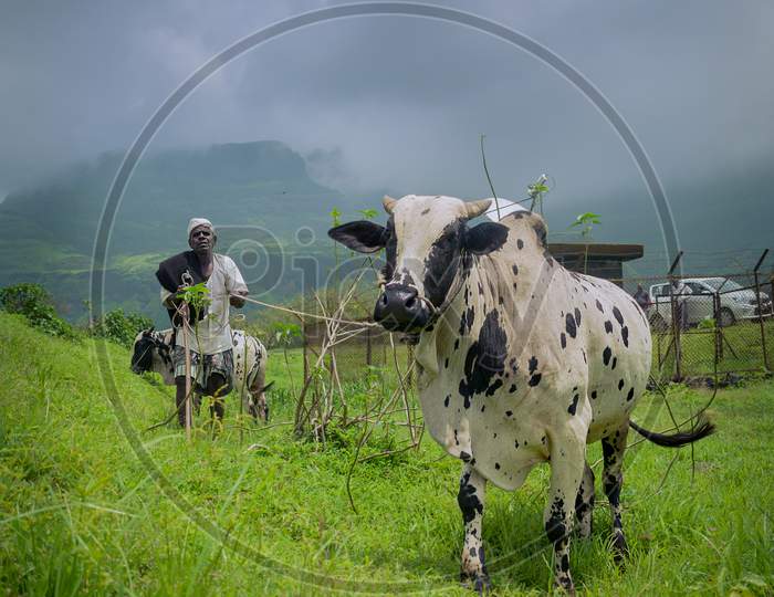 a farmer with his cow
