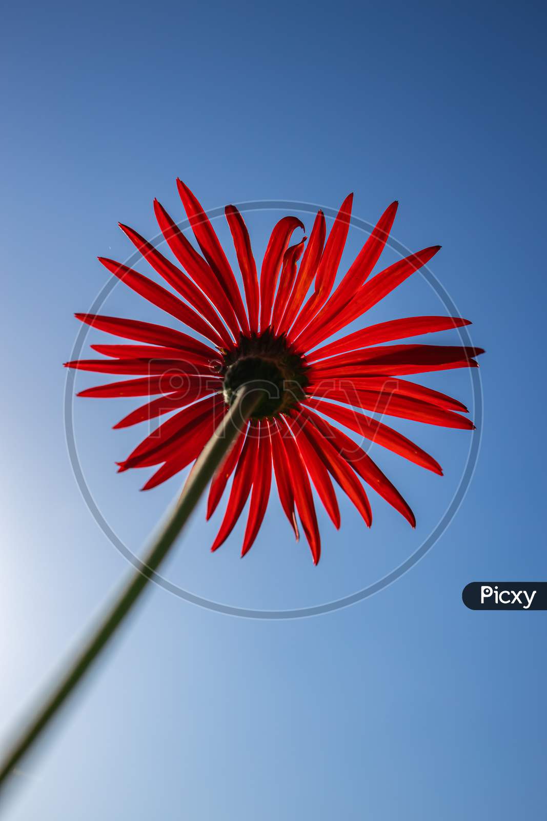 Abstract close up Macro image of a red Gerbera taken from the rear side