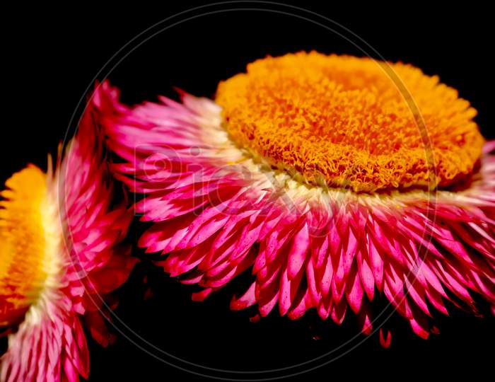 macro image of a beautiful pink flowers with yellow cone on top