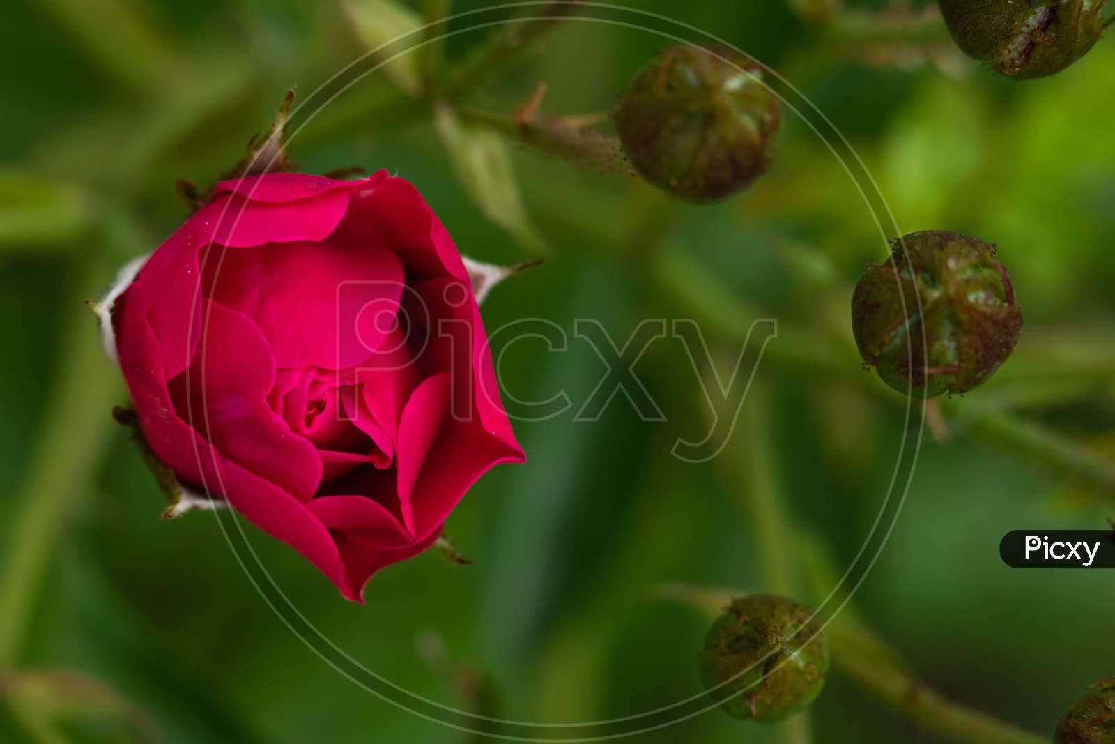 Macro image of a red rose bud half opened with green blur background