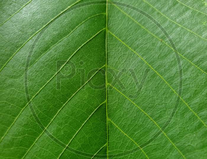 Macro Photography - Closeup of walnut leaf, Close up shot of walnut tree leaf