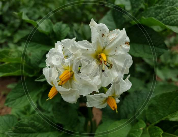 Macro Photography  - Closeup shot of potato flower in the farm in summer season, Potato flower