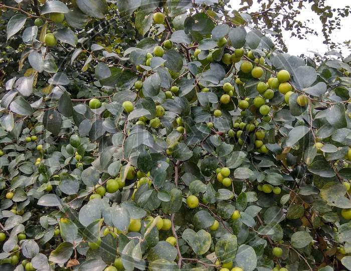 Apple ber, Indian village fruit.