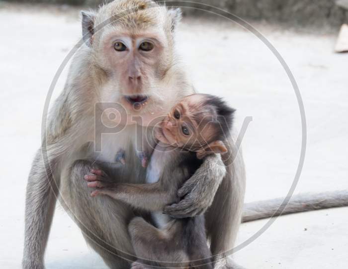 Macaca Fascicularis (Long-Tailed Macaque)