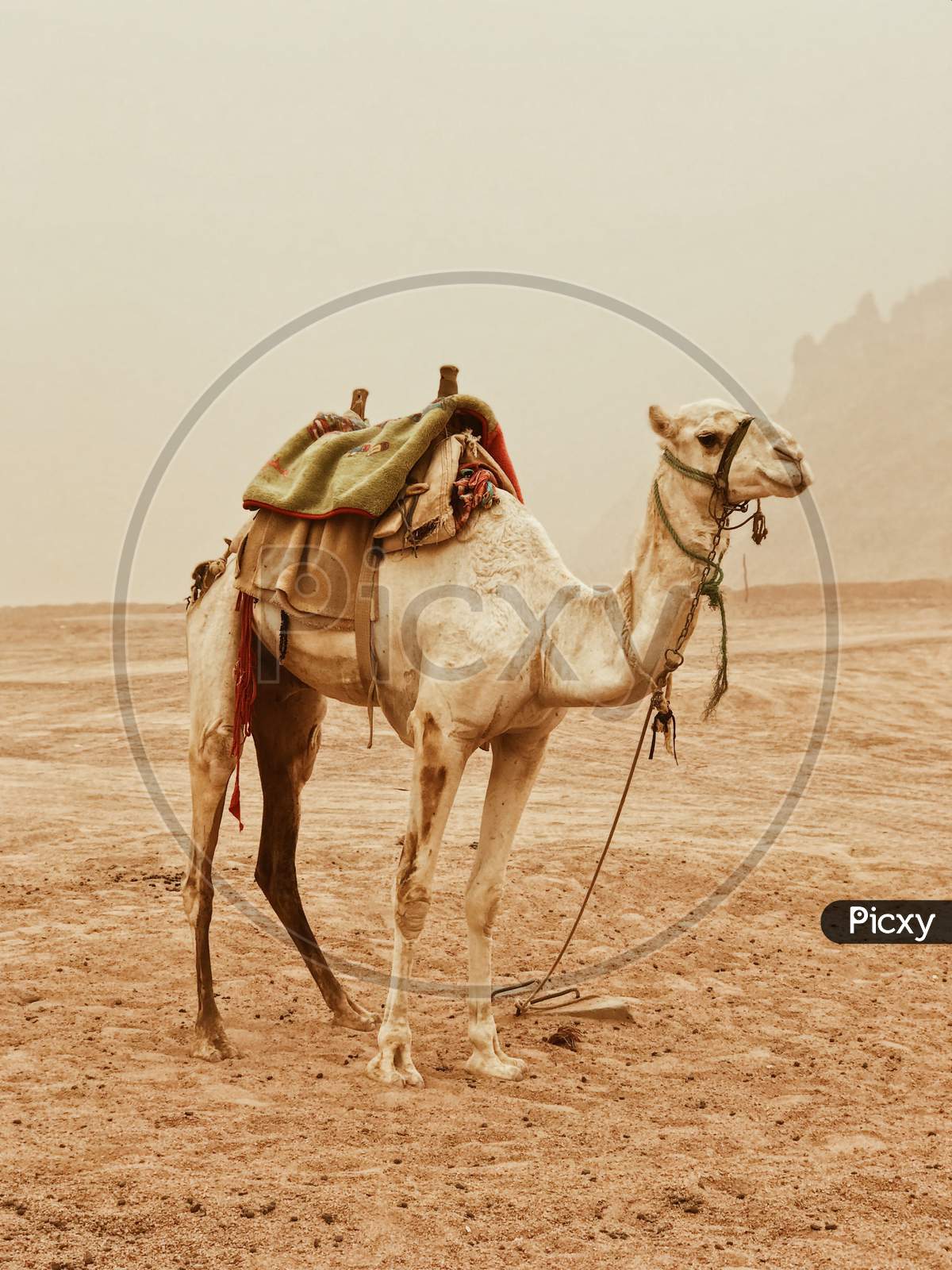 Camel at the desert8