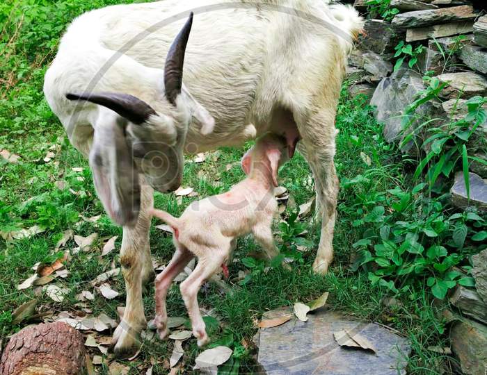 Lamb goat feeding